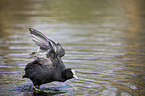 Eurasian black coot