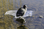 black coot