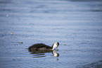 Eurasian black coot