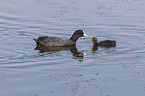 Eurasian black coots