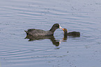 Eurasian black coots