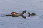 Eurasian black coots