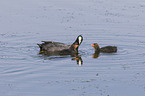 Eurasian black coots