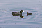 Eurasian black coots