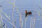 Eurasian black coot