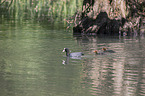 Eurasian black coots