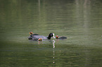 Eurasian black coots