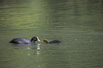 Eurasian black coots