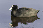 Eurasian black coot