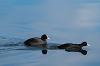 black coot