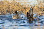 swimming Eurasian black coots