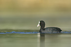 swimming Black Coot