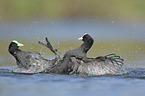 fighting Eurasian black coots