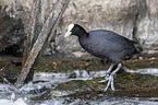 walking Black Coot