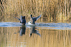 swimming  Black Coots