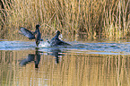 swimming  Black Coots