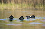 swimming  Black Coots