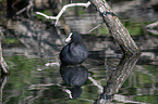 Black Coot in the water