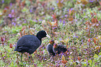 Black Coots