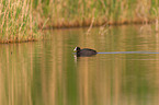 black coot