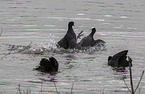 Eurasian black coots