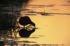 black coot in the evening light