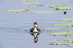 black coot chick