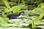 black coot chick