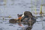 black coot with young bird
