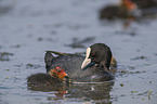 black coot with young bird