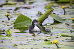 black coot chick