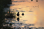 black coot in the evening light