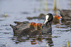 black coot with young bird