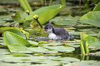 black coot chick