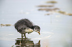 black coot chick