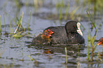 black coot with young bird