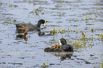 black coot with young bird