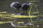 black coot