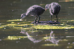 black coot