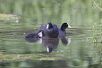 black coot