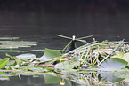 black coot