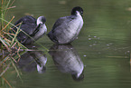 black coot