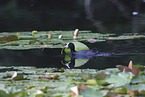 black coot