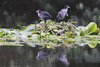 black coot