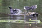 black coot