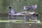 black coot