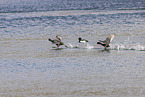 black coots