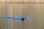 black coot