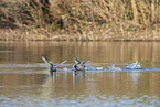 black coots