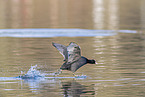 black coot